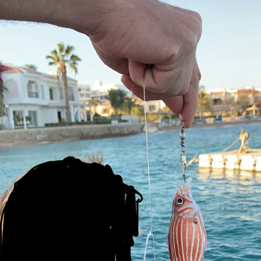 Blacktail snapper caught on Fishbrain