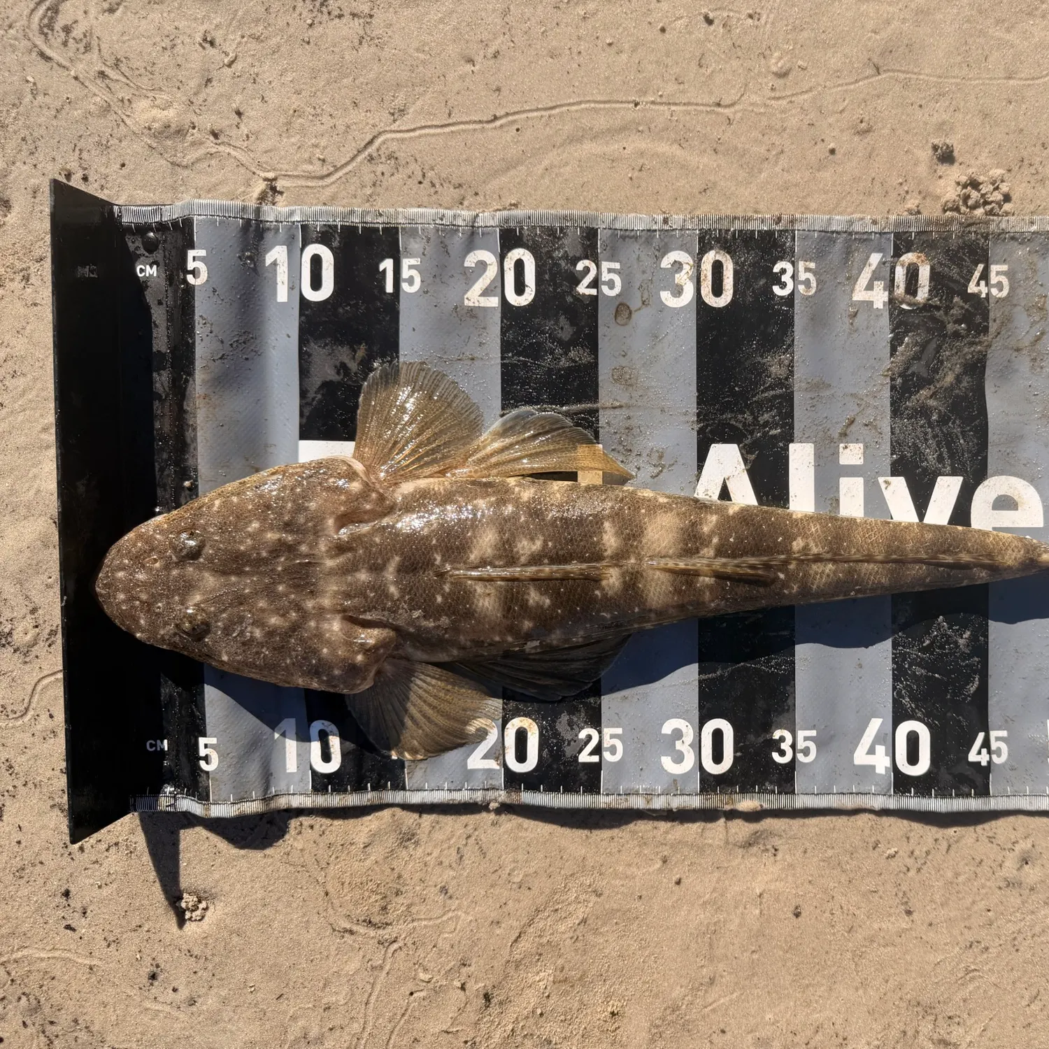 Dusky flathead caught on Fishbrain
