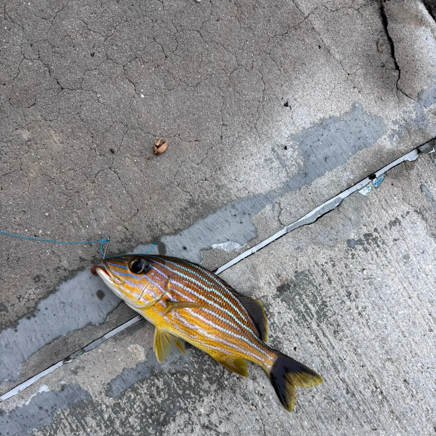 Yellowtail snapper caught on Fishbrain