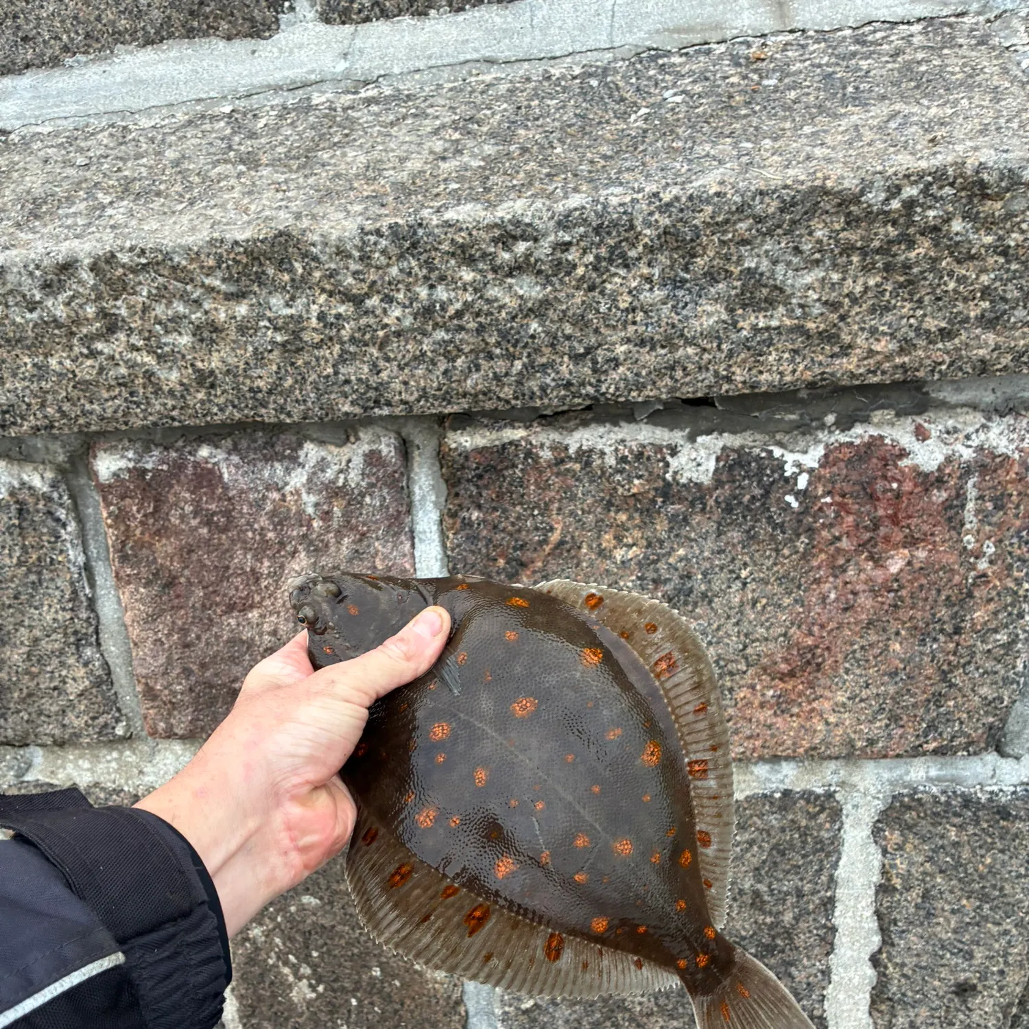 The most recent European plaice catches on Fishbrain