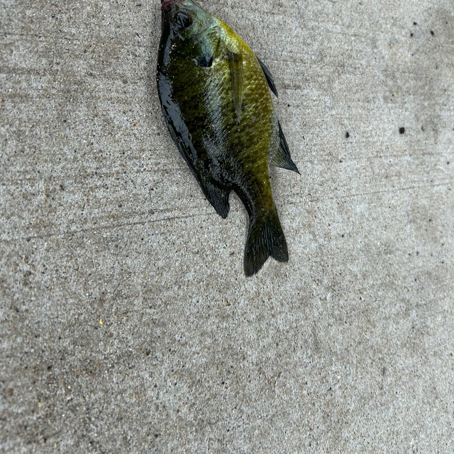 Bluegill caught on Fishbrain