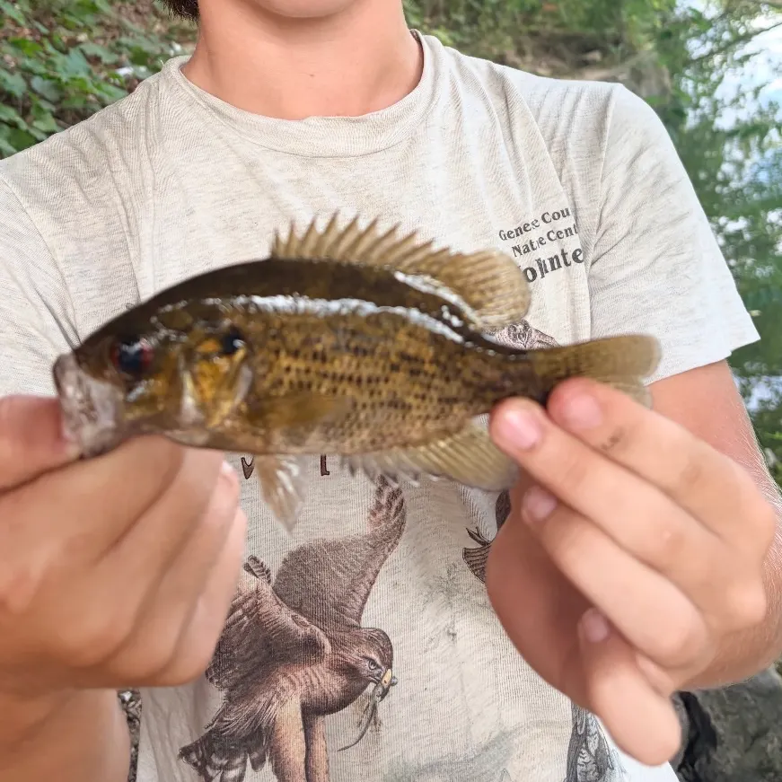 Rock bass caught on Fishbrain