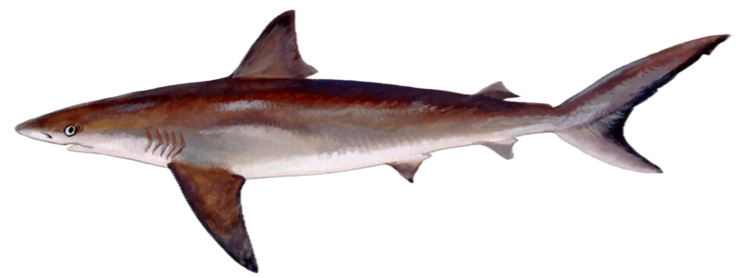 Dusky shark