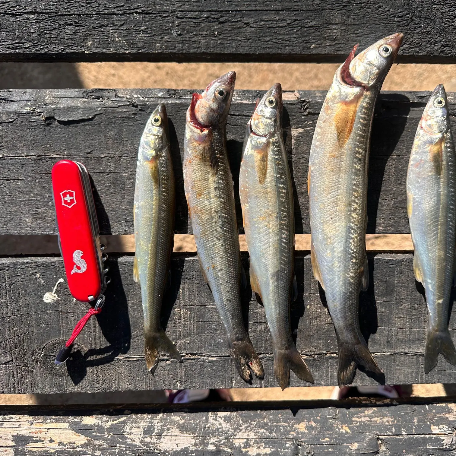 The most recent Argentinian silverside catches on Fishbrain