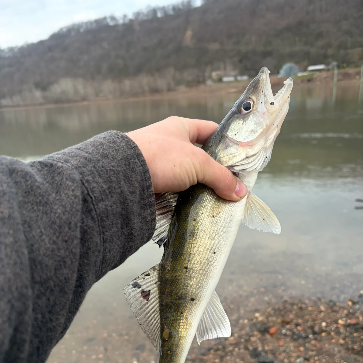 The most recent Walleye catches on Fishbrain