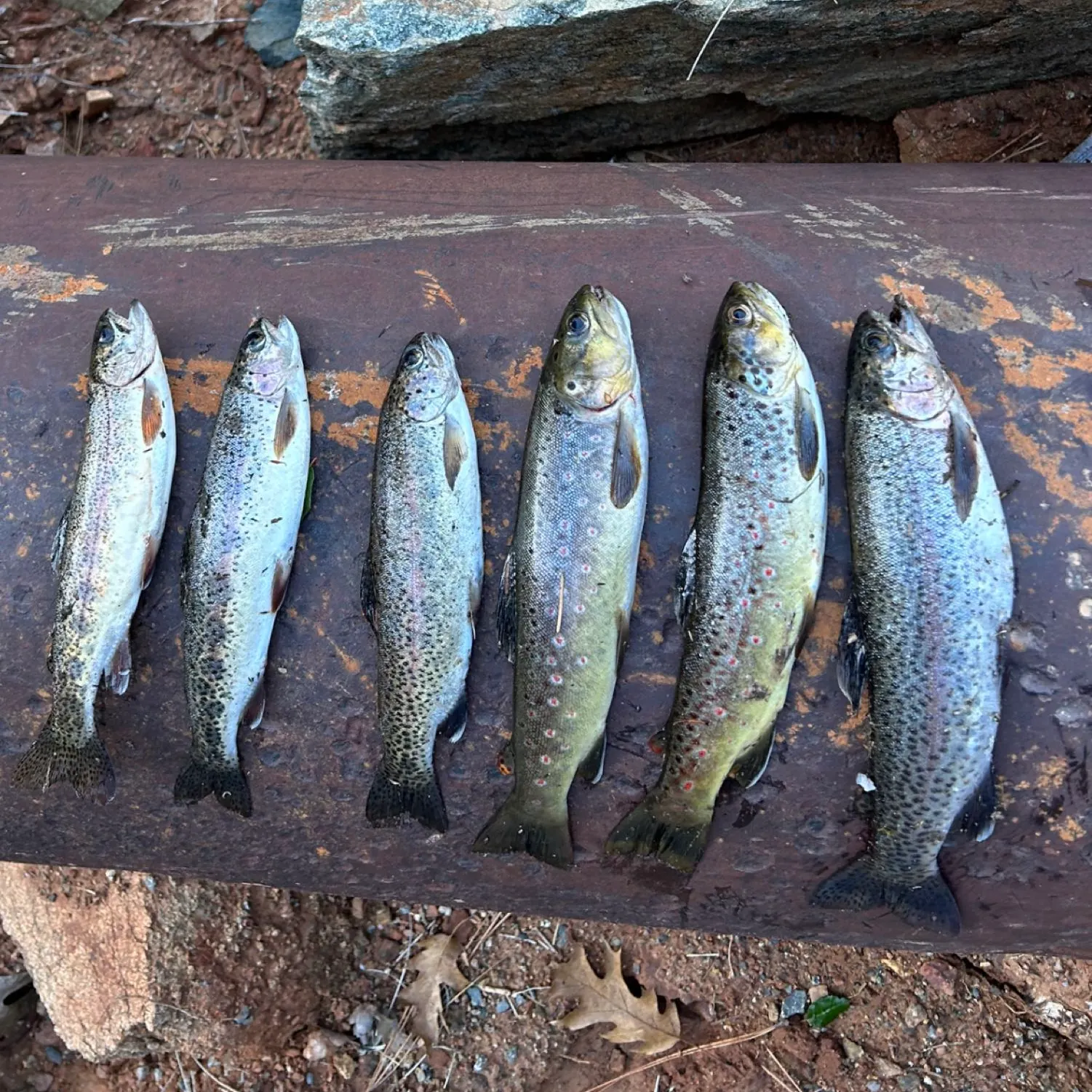 recently logged catches