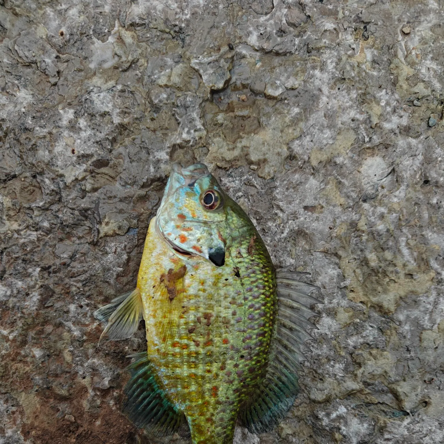 Pumpkinseed caught on Fishbrain