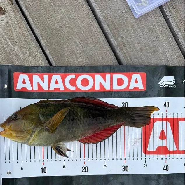 The most recent Crimsonbanded wrasse catches on Fishbrain