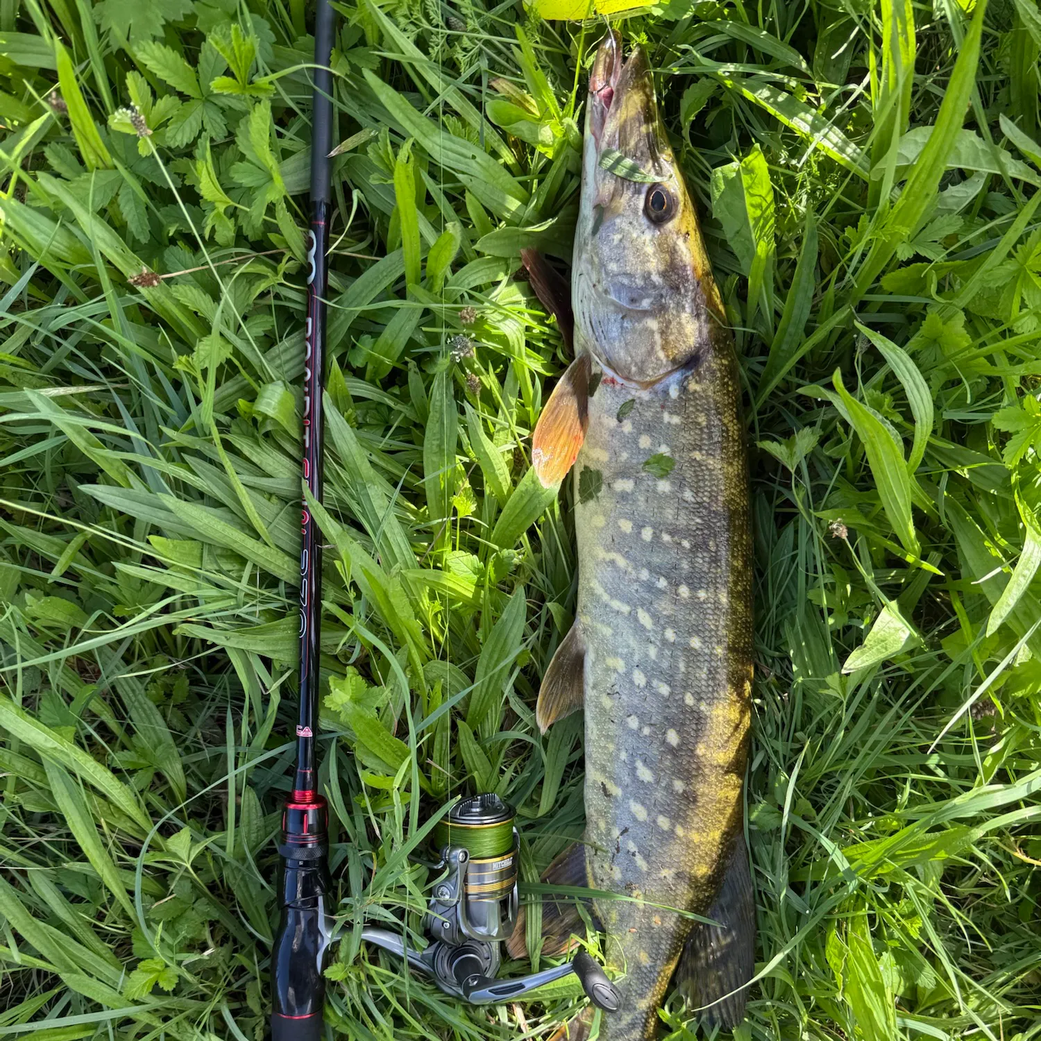 Northern pike caught on Fishbrain