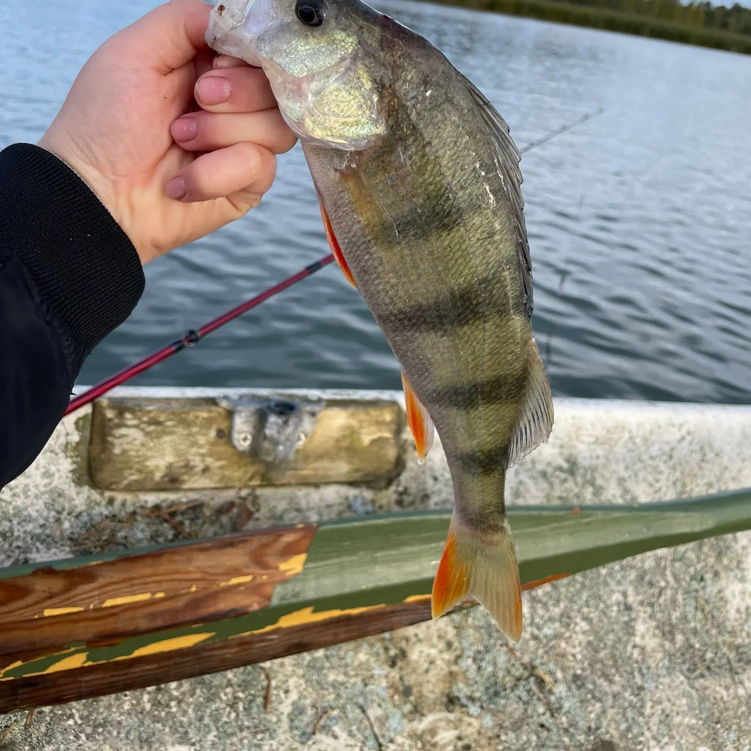 European perch caught on Fishbrain