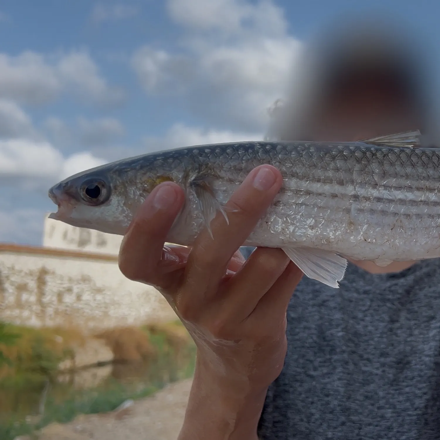The most recent Striped mullet catches on Fishbrain