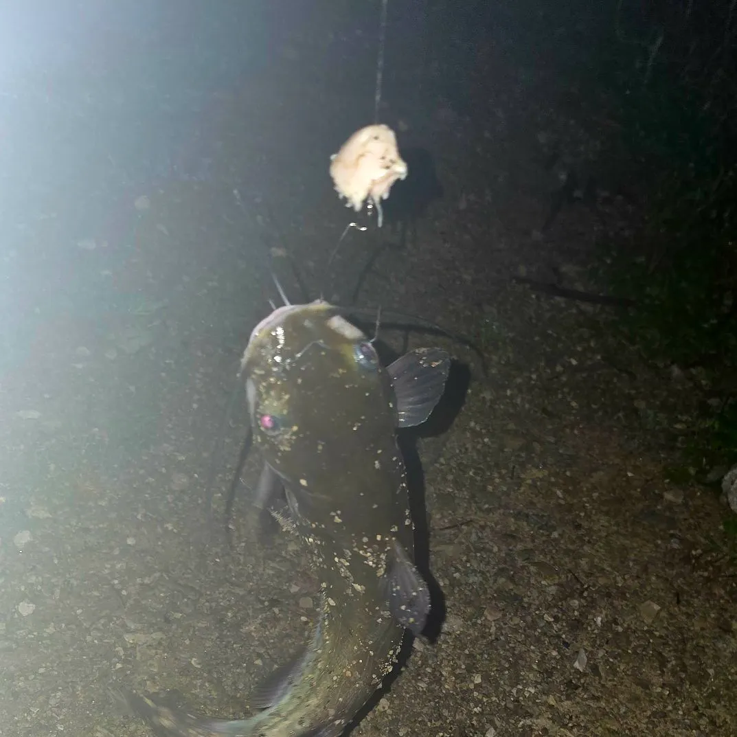 Channel catfish caught on Fishbrain