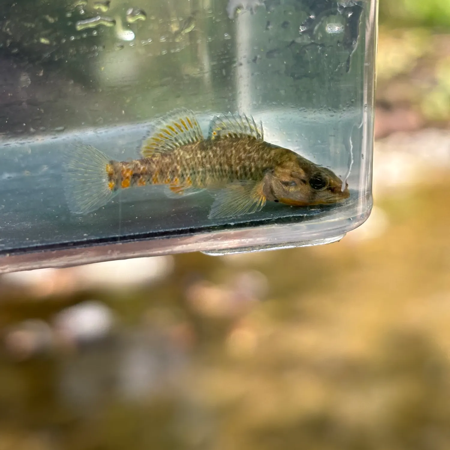 Rainbow darter caught on Fishbrain