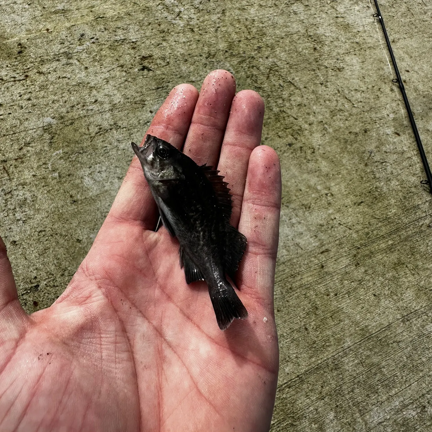 The most recent Black rockfish catches on Fishbrain