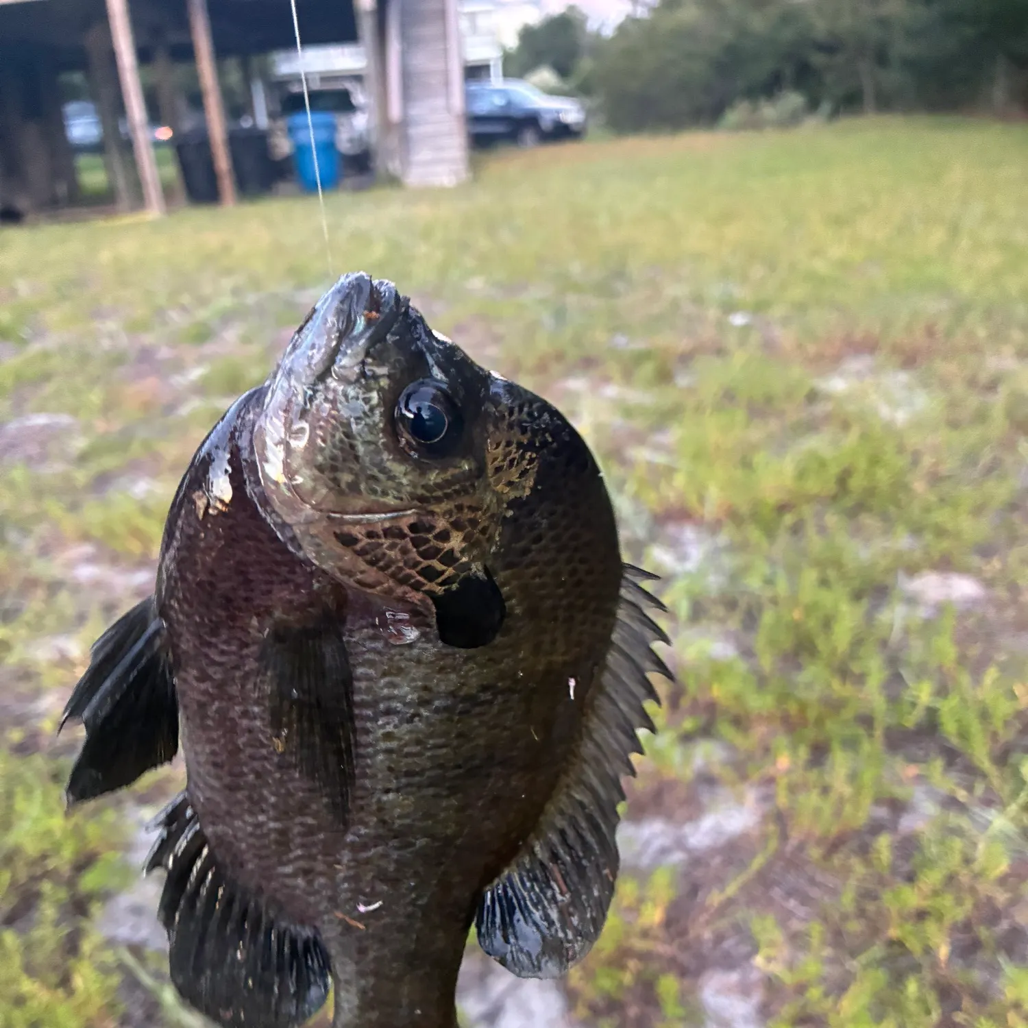 Bluegill caught on Fishbrain