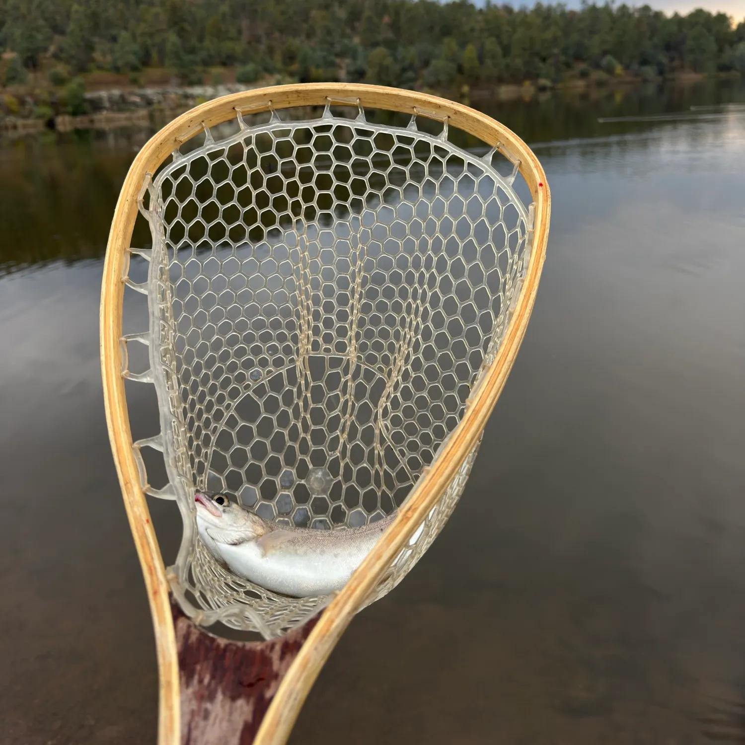 Rainbow trout caught on Fishbrain