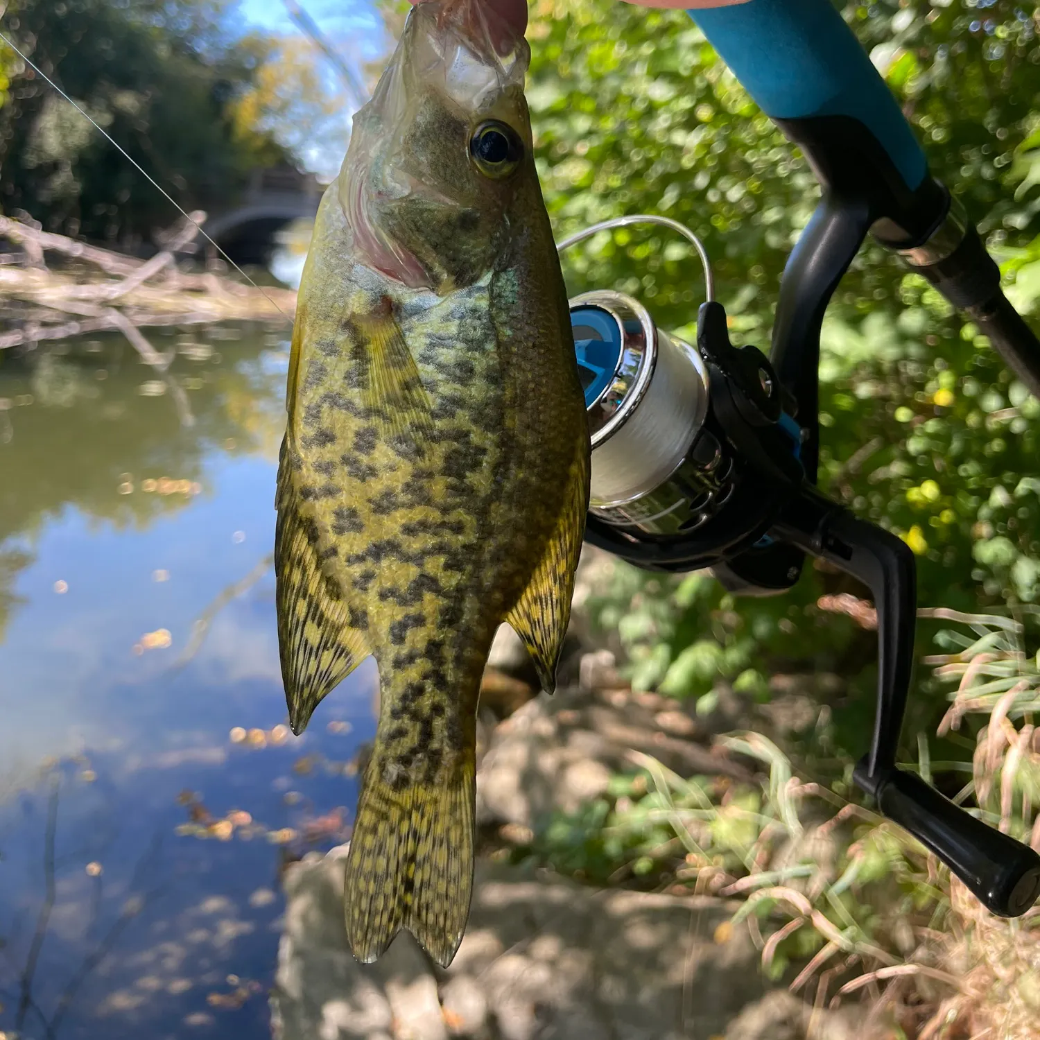 Black crappie caught on Fishbrain