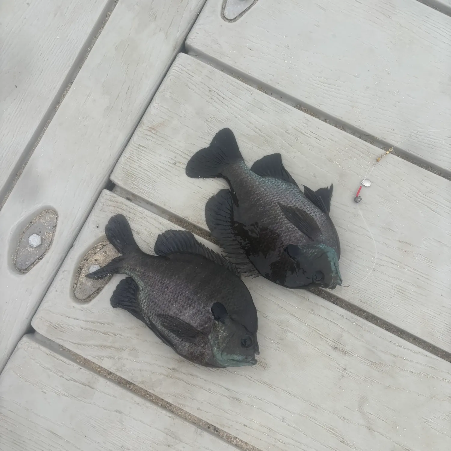 recently logged catches