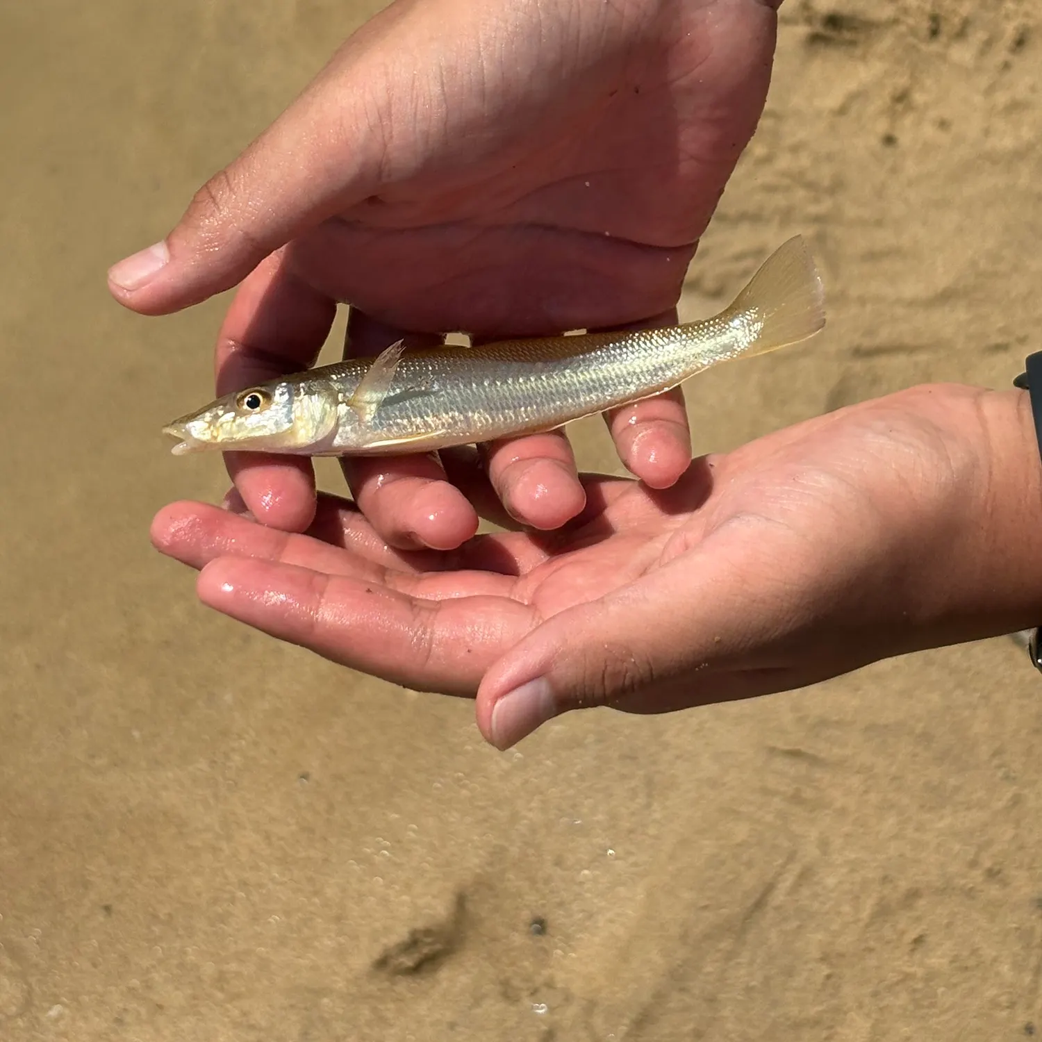 The most recent Silver sillago catches on Fishbrain