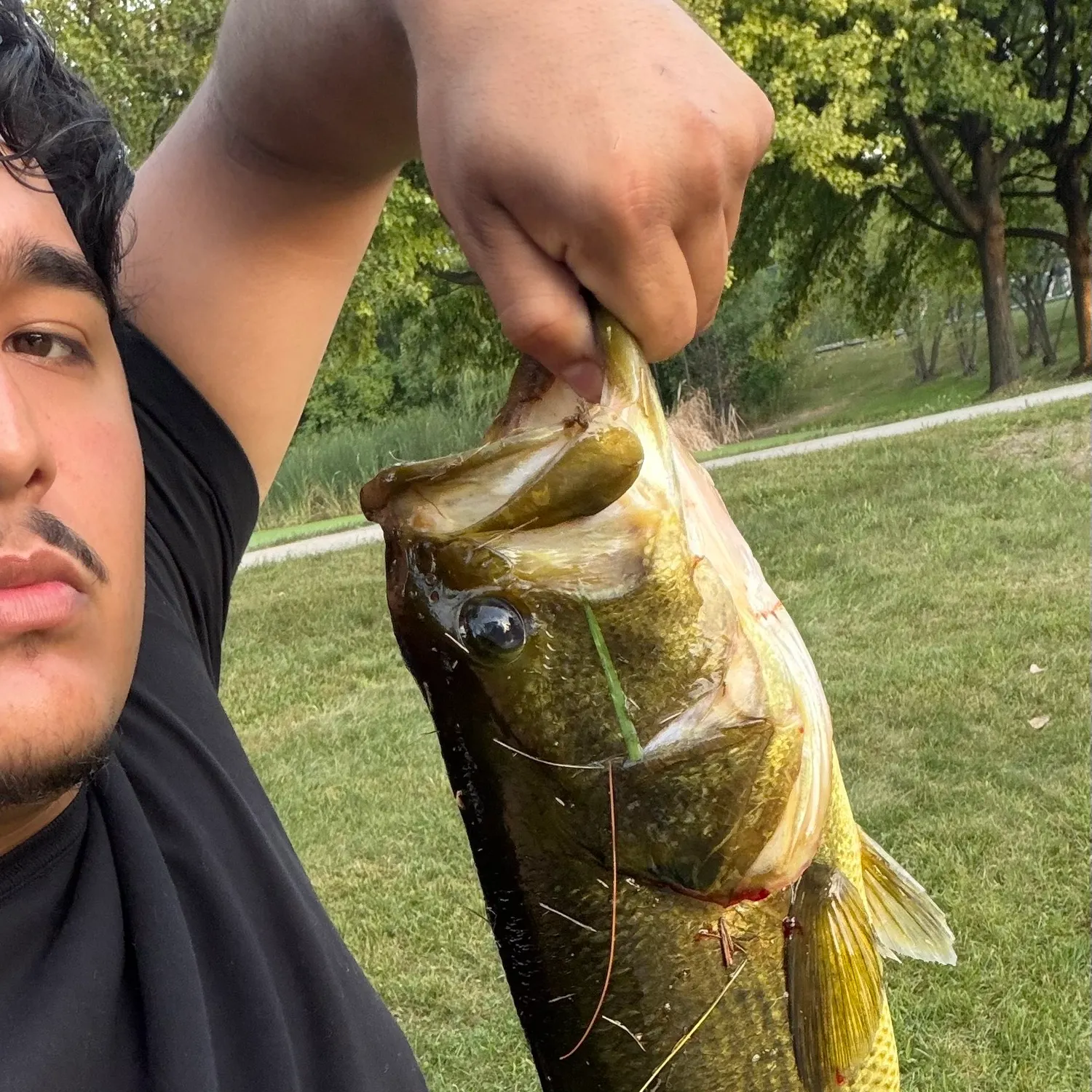 Largemouth bass caught on Fishbrain