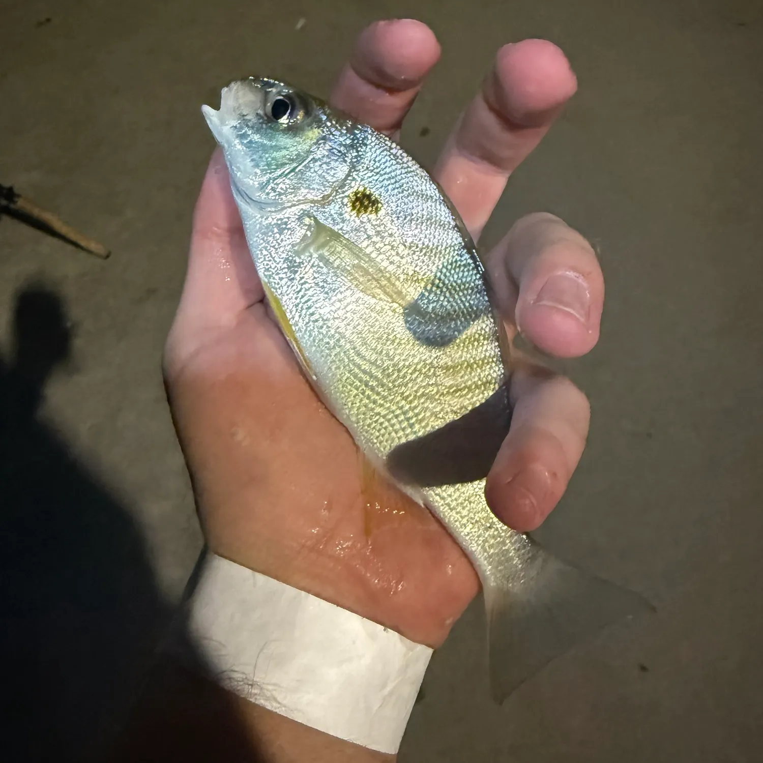 Spot croaker caught on Fishbrain
