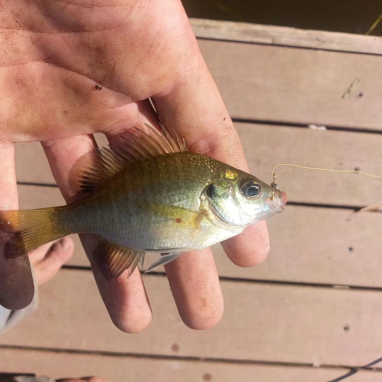 Bluegill caught on Fishbrain