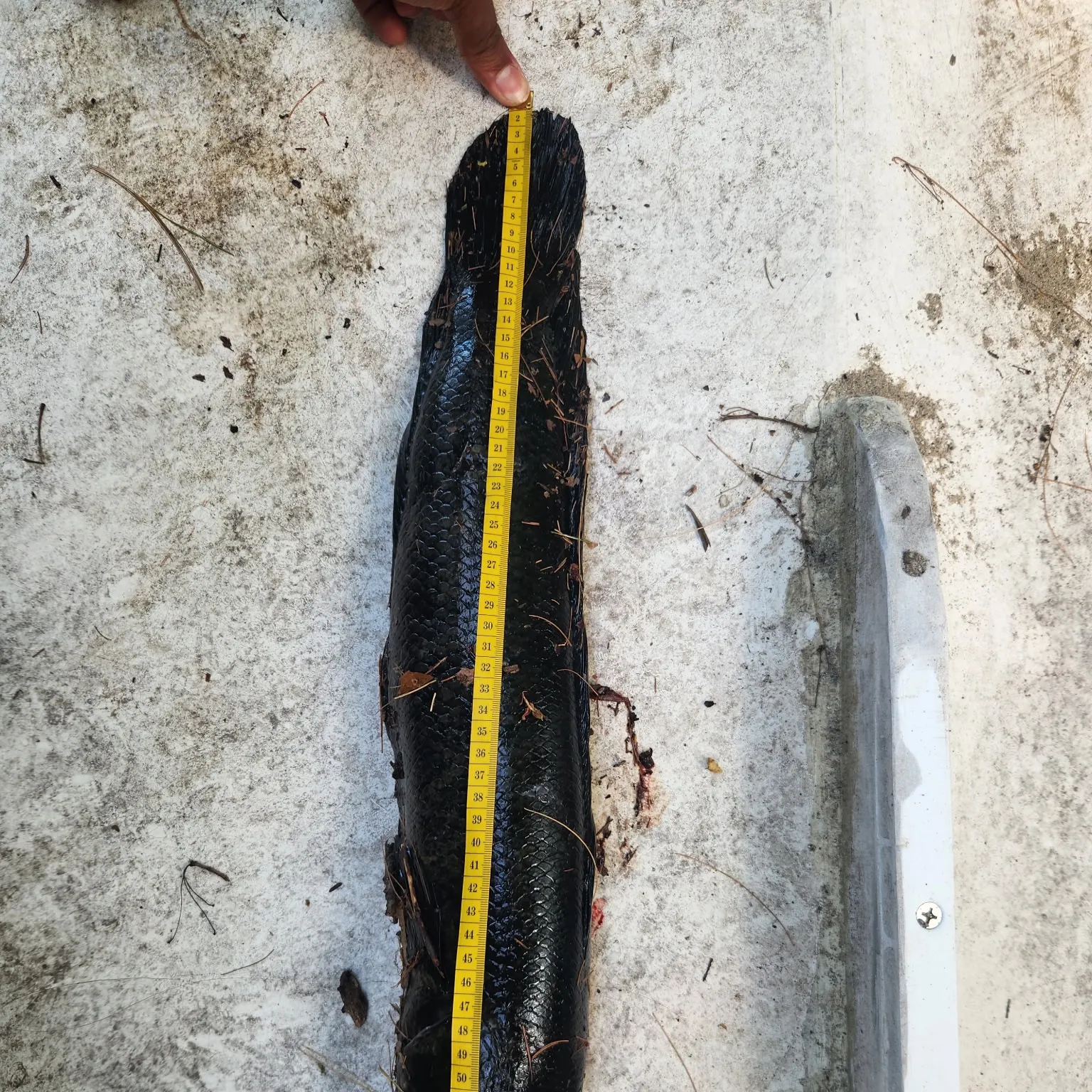 The most recent Northern snakehead catches on Fishbrain