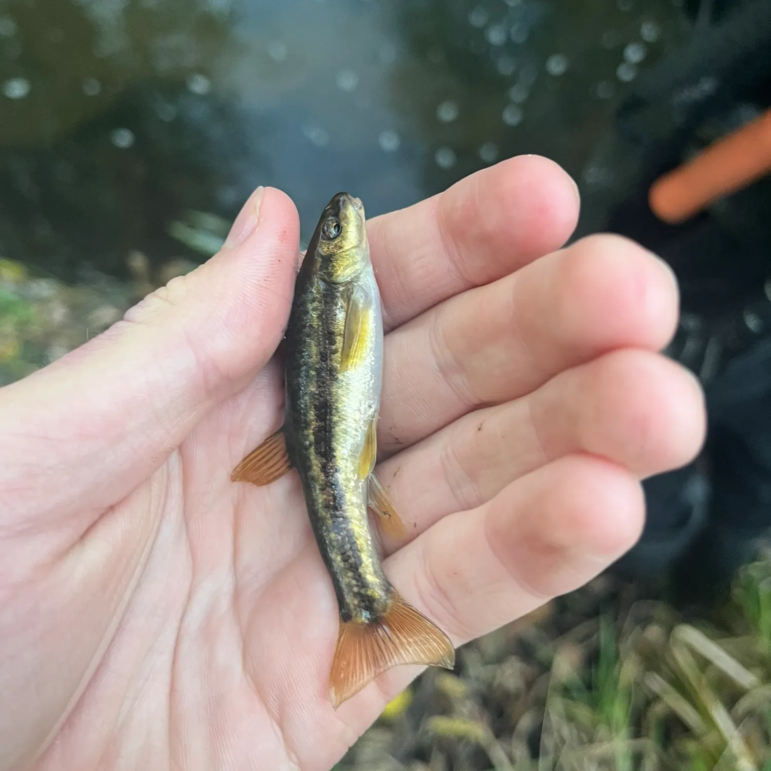 The most recent Eastern creek chubsucker catches on Fishbrain