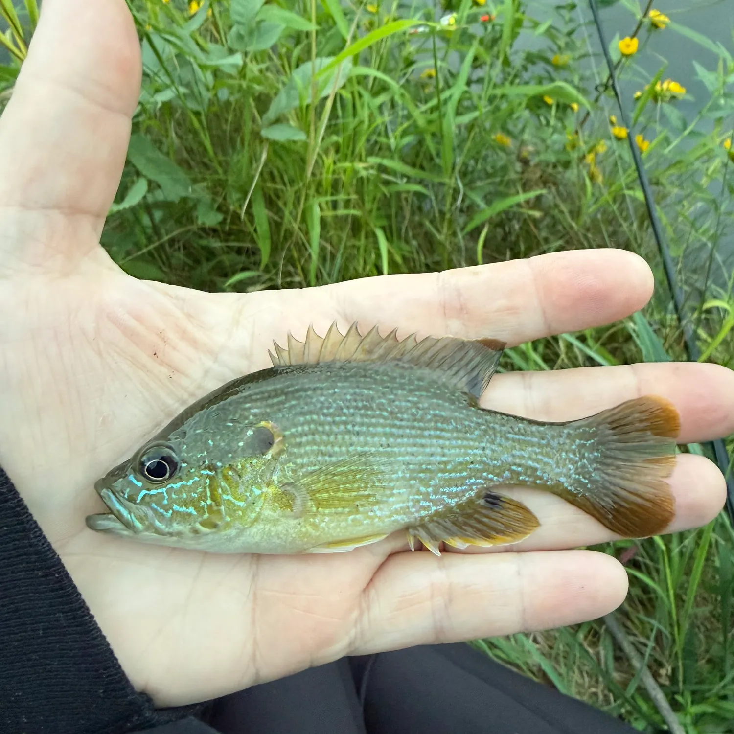 Green sunfish caught on Fishbrain