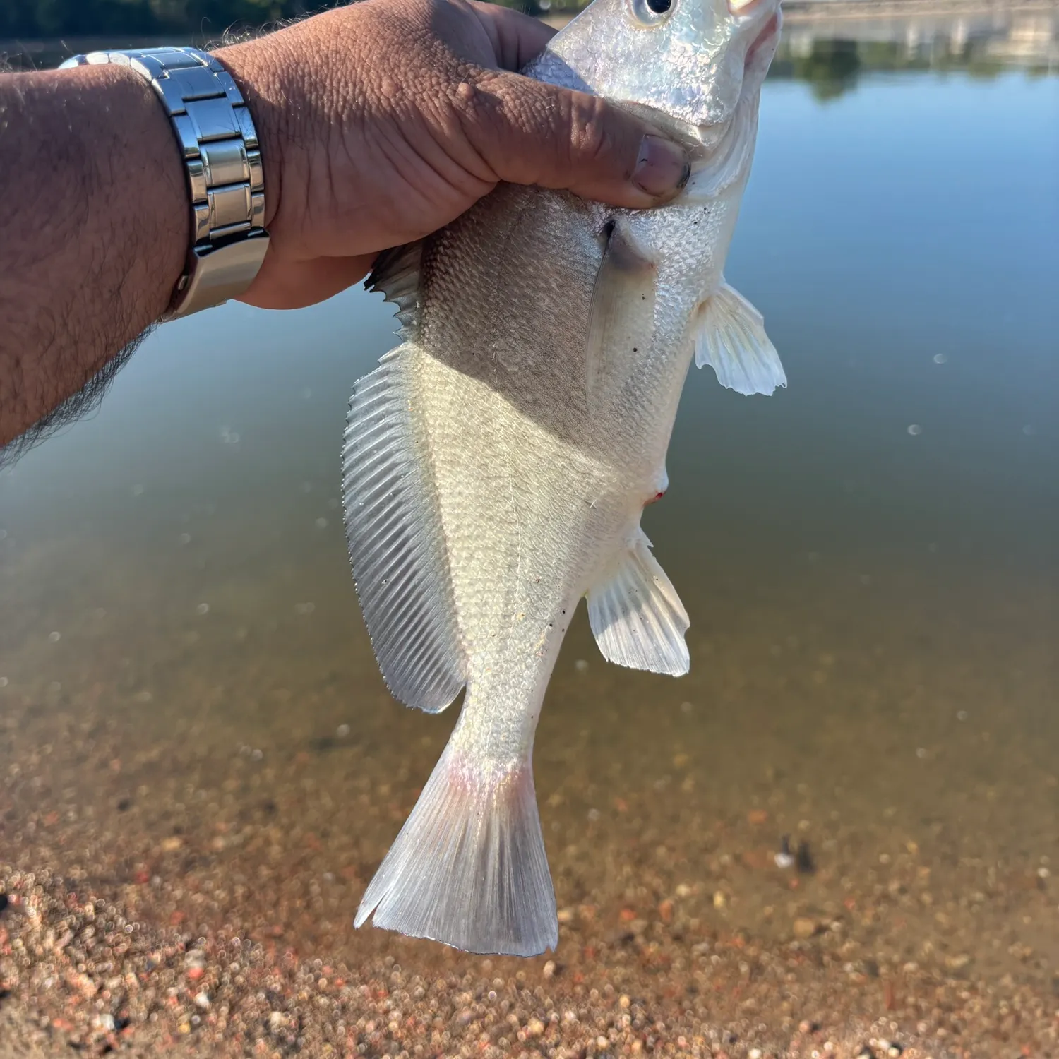 Freshwater drum caught on Fishbrain
