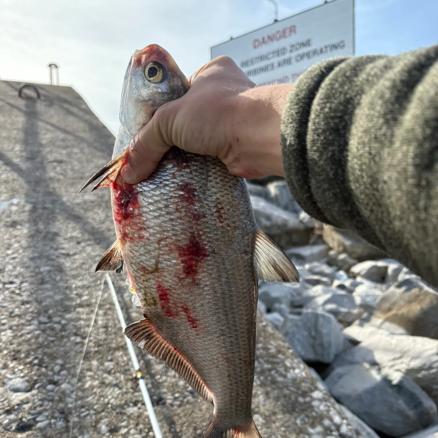 The most recent American gizzard shad catches on Fishbrain