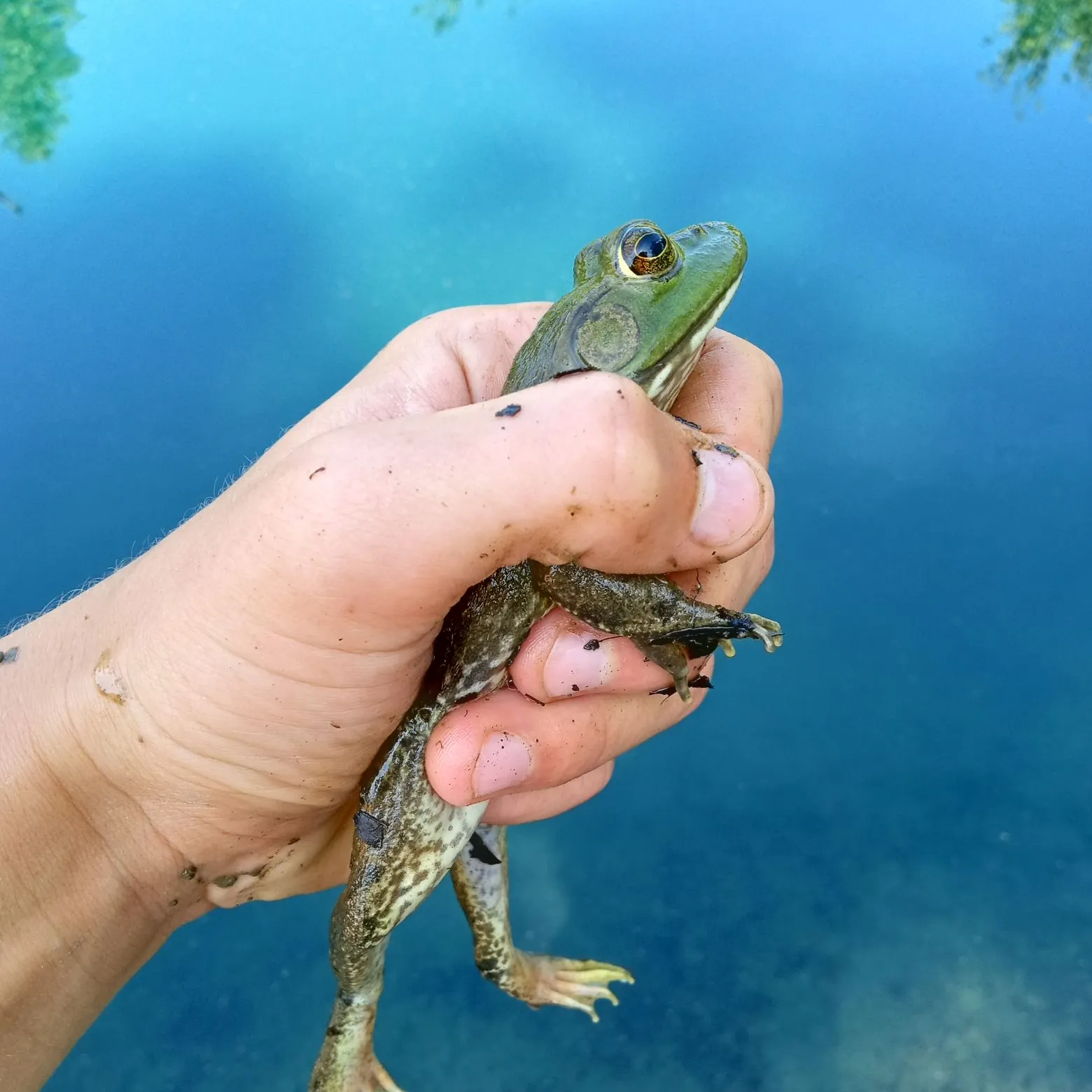 The most recent Warty frogfish catches on Fishbrain
