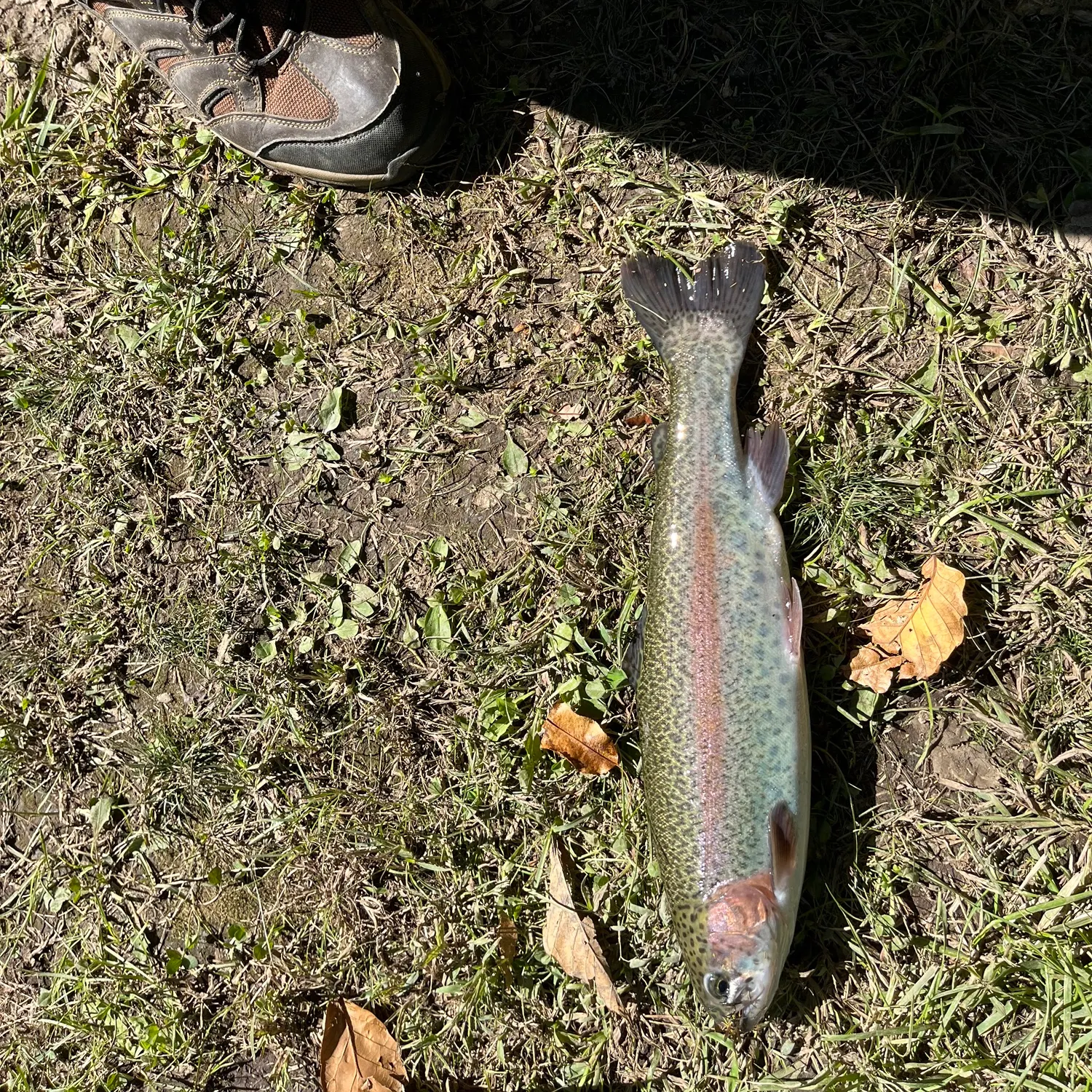 Rainbow trout caught on Fishbrain