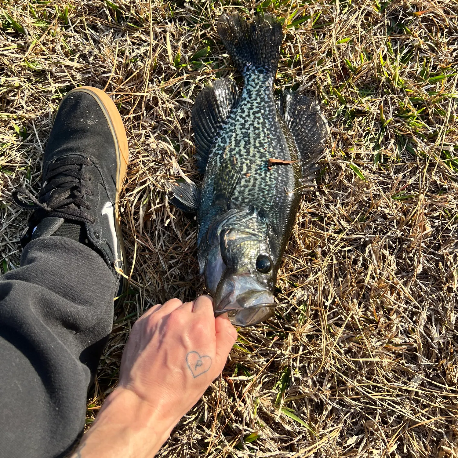 angler catch