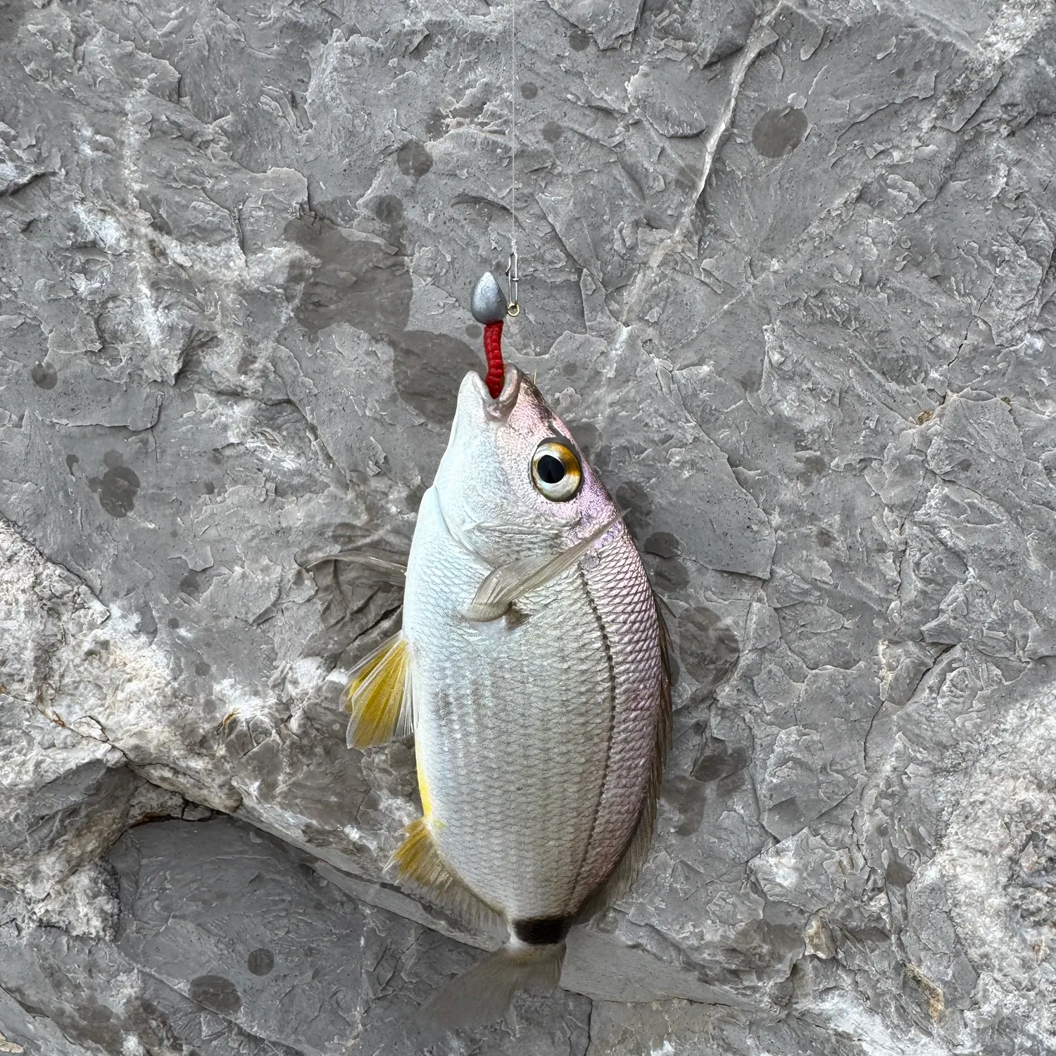 The most recent Annular seabream catches on Fishbrain