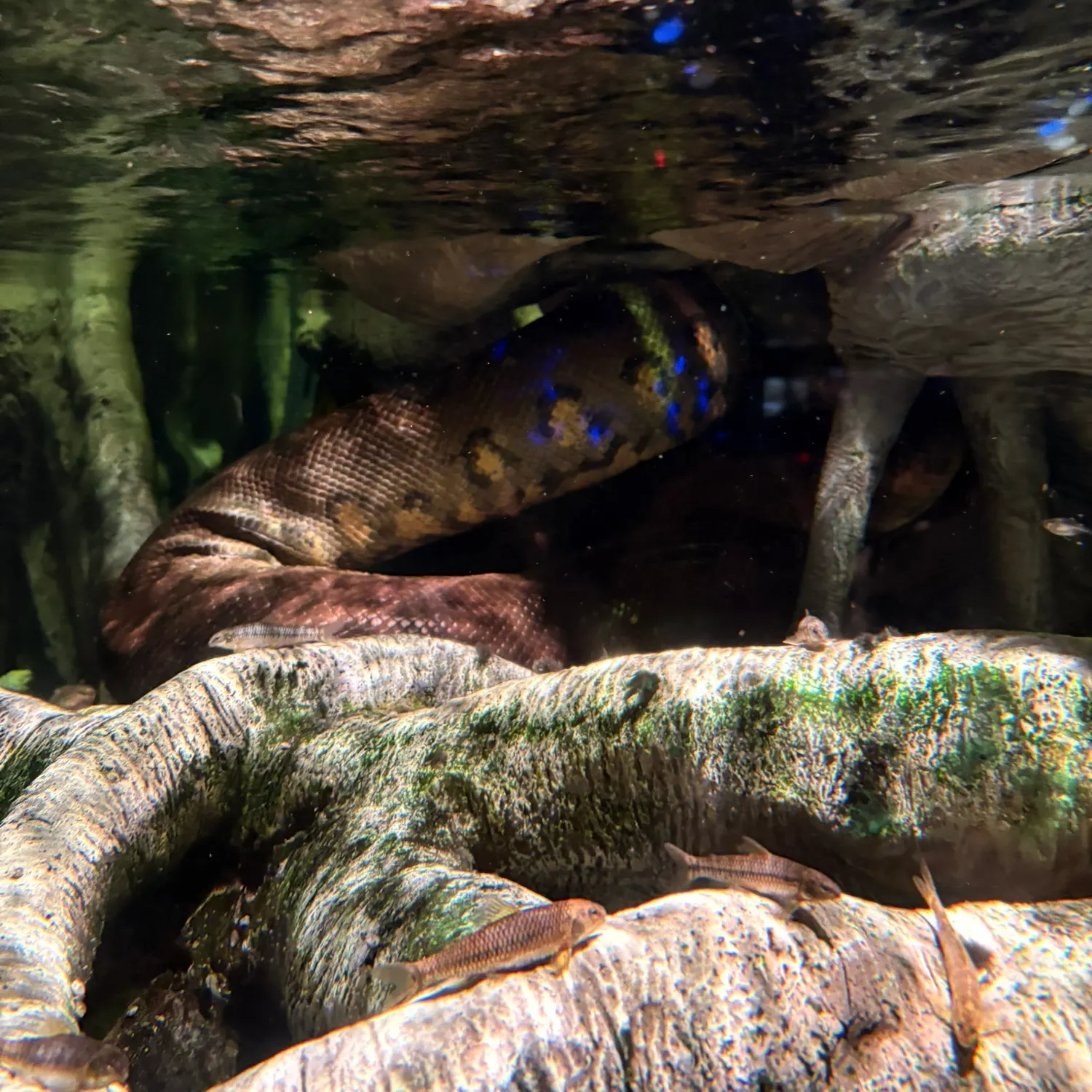 The most recent Dubois sea snake catches on Fishbrain