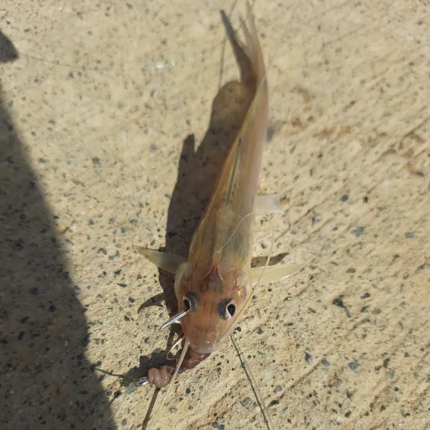 The most recent Spotted pimelodus catches on Fishbrain