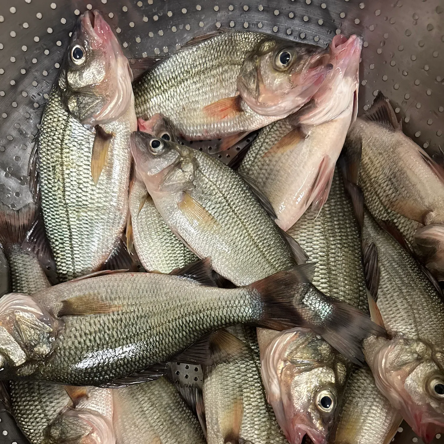 angler catch