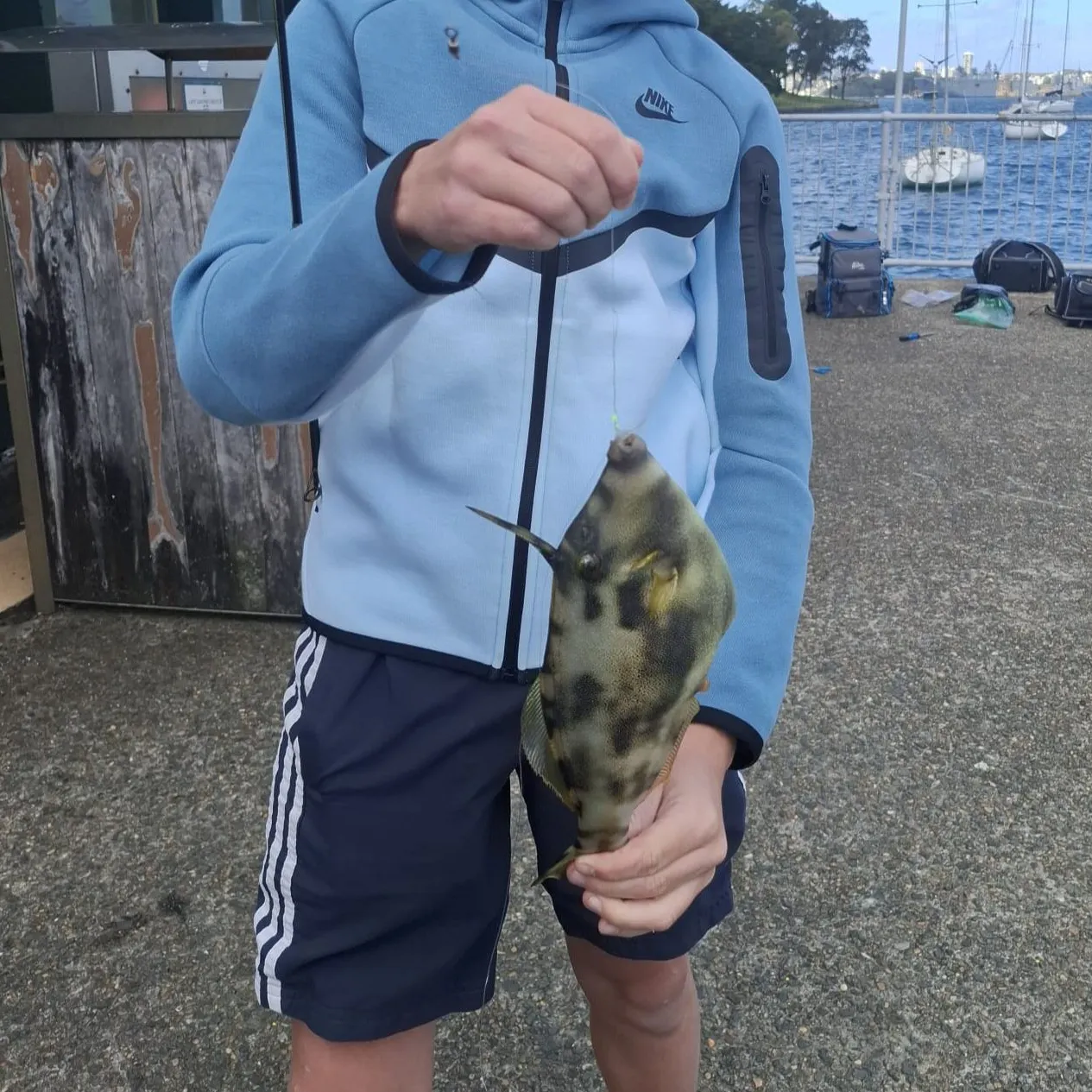 The most recent Yellowfin leatherjacket catches on Fishbrain