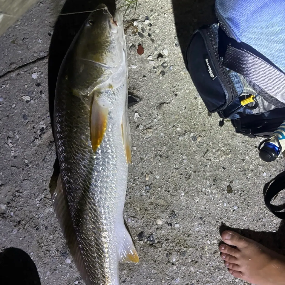 Red drum caught on Fishbrain