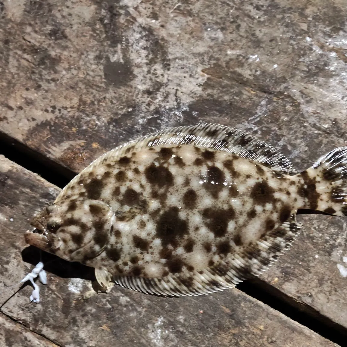 The most recent Pacific sanddab catches on Fishbrain