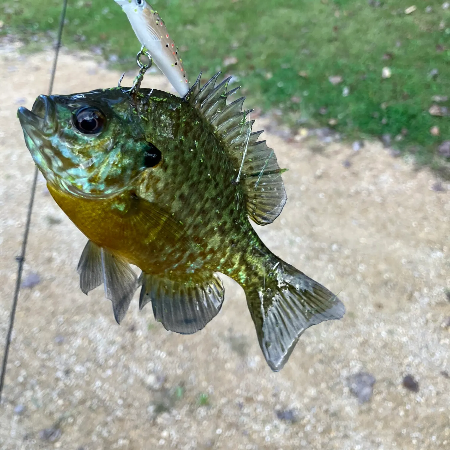 Pumpkinseed caught on Fishbrain
