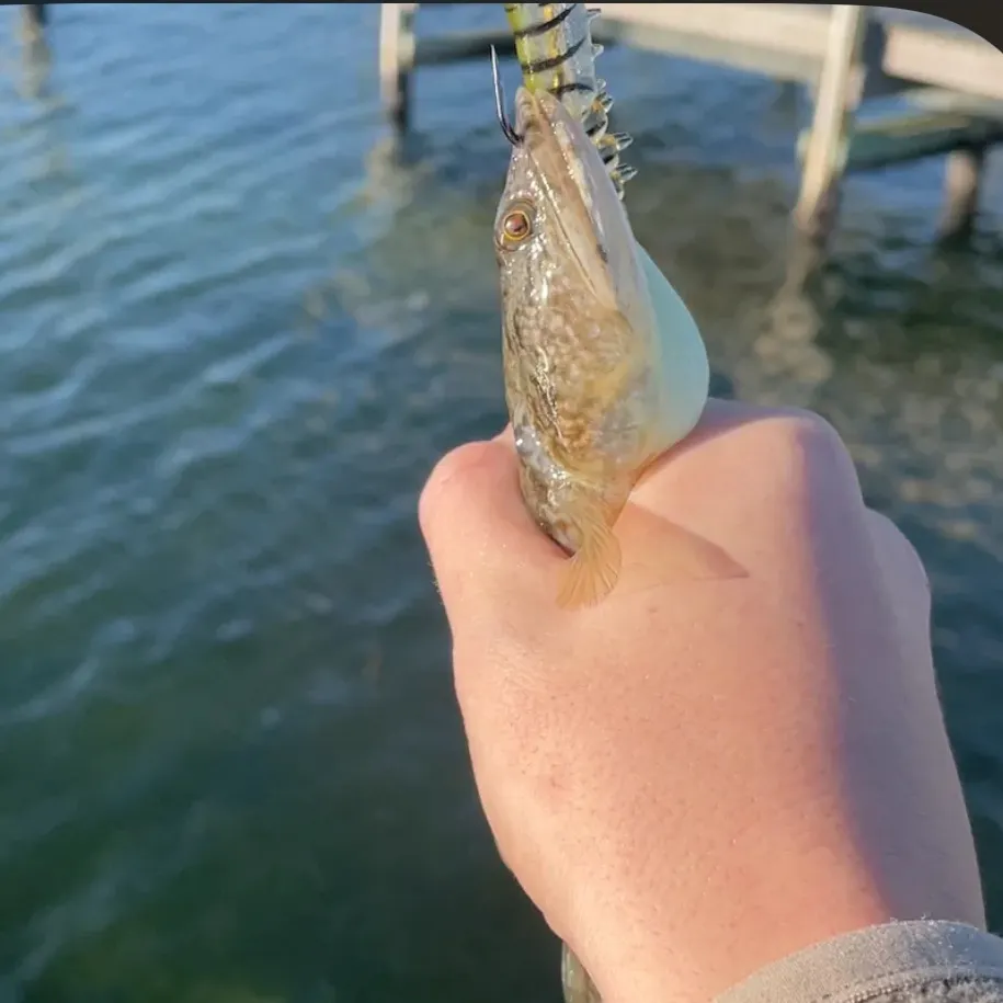 The most recent Pacific rainbow smelt catches on Fishbrain