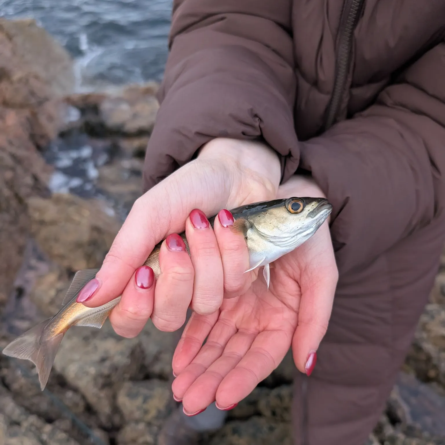 The most recent Norwegian pout catches on Fishbrain