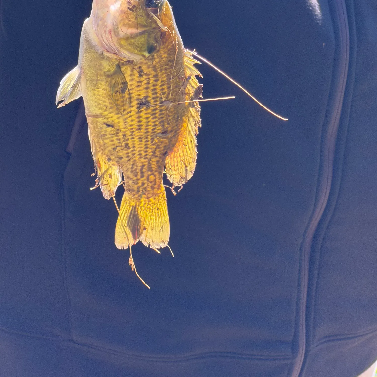 Rock bass caught on Fishbrain