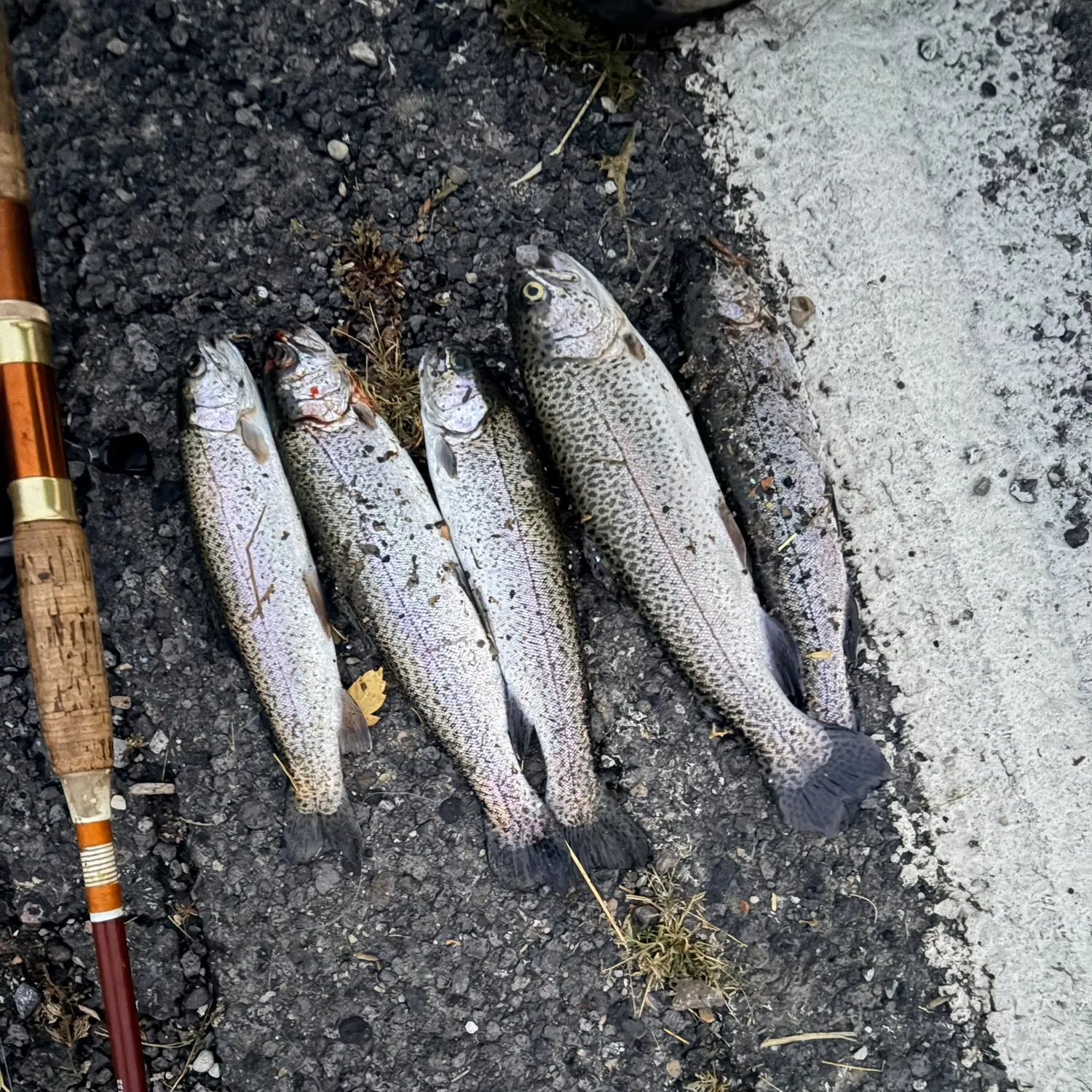 Fish caught on Fishbrain