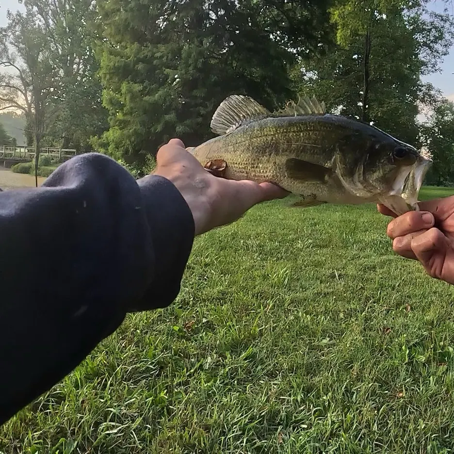 Largemouth bass caught on Fishbrain
