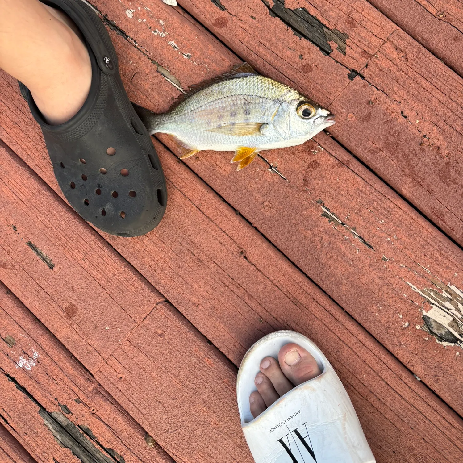 The most recent Striped mojarra catches on Fishbrain