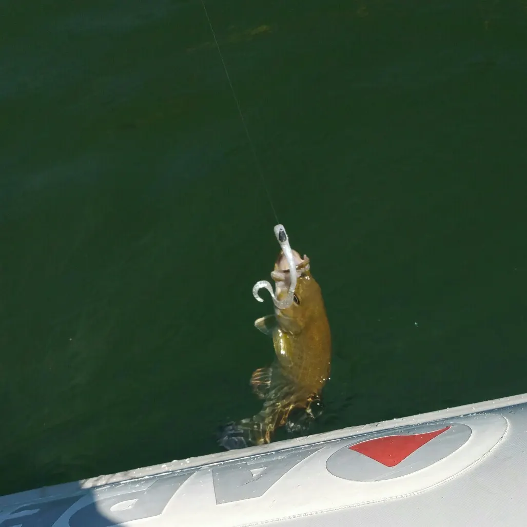 Smallmouth bass caught on Fishbrain