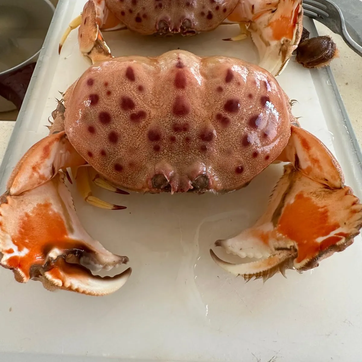 The most recent Atlantic rock crab catches on Fishbrain